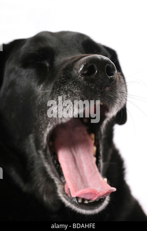 Sbadigliare black labrador cane Foto Stock