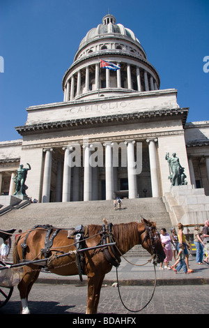 Primo piano del Capitolio Nacional all Avana Vecchia a cavallo tirando il carrello nella parte anteriore Foto Stock