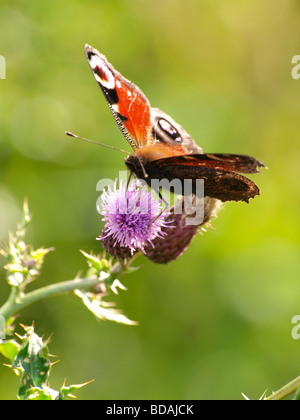 Farfalla pavone Inachis io Foto Stock