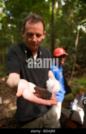 Indonesia Sulawesi funzionamento Wallacea insegnante che mostra gli studenti toad durante la passeggiata nella foresta Foto Stock