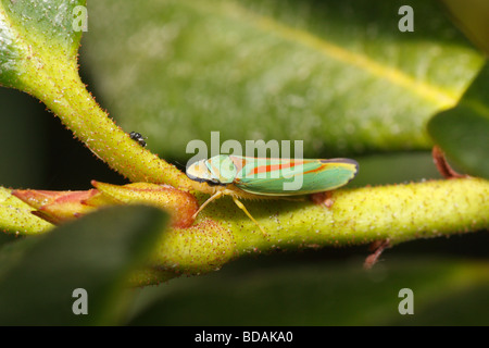 Leafhopper rododendro su foglie di rododendro (Graphocephala fennahi) Foto Stock