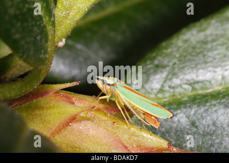 Leafhopper rododendro su foglie di rododendro (Graphocephala fennahi) Foto Stock