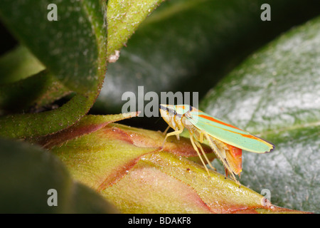 Leafhopper rododendro su foglie di rododendro (Graphocephala fennahi) Foto Stock