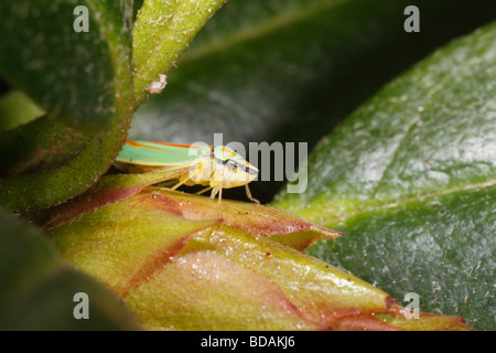 Leafhopper rododendro su foglie di rododendro (Graphocephala fennahi) Foto Stock