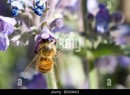 Ape su fiore di nepitella Foto Stock