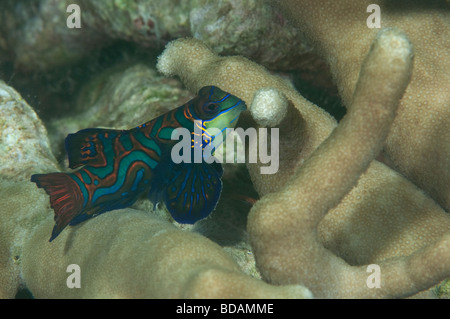 Pesce mandarino in corallo su una scogliera poco profonda in Yap Foto Stock