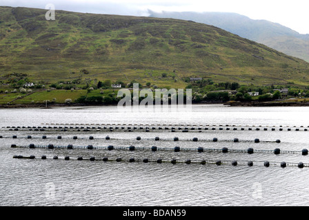 Porto di Killary un fiordo in Irlanda utilizzata per l'allevamento di Cozze utilizzando portali flottante Co Galway, Irlanda Foto Stock