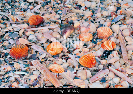 Portogallo Alentejo: conchiglie sulla spiaggia di Melides Foto Stock