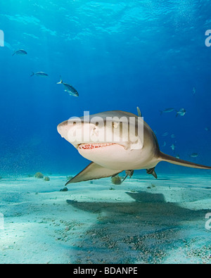 Lo squalo limone, Negaprion brevirostris, Grand Bahama, Bahamas, Mar dei Caraibi e Oceano Atlantico Foto Stock