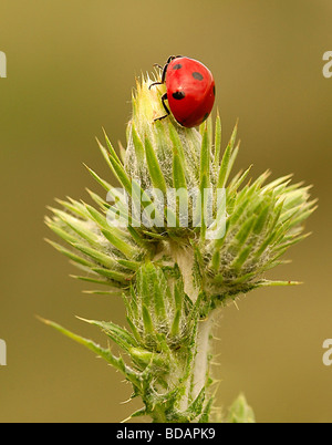 Chiudere fino a coccinella nel mio giardino Foto Stock