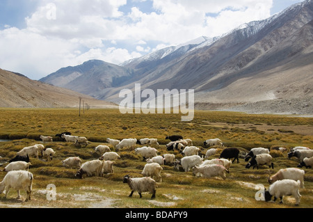 Gregge di pecore al pascolo su un campo, Ladakh, Jammu e Kashmir India Foto Stock