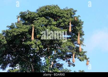 Oropendola nidi in un albero, Tambopata National Reserve, area amazzonica, Perù, Sud America Foto Stock