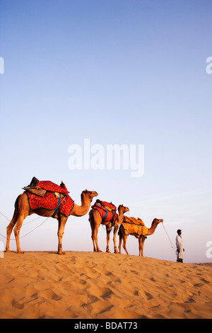 Quattro cammelli in piedi in una riga con un uomo in un deserto, Jaisalmer, Rajasthan, India Foto Stock