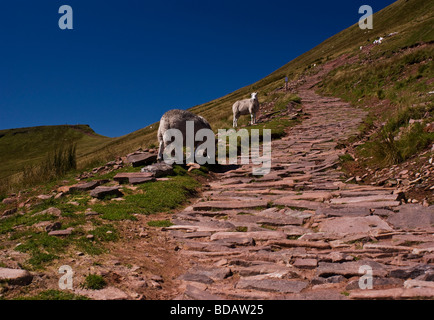 Pecore al pascolo su un approccio alla Pen Y ventola - Parco Nazionale di Brecon Beacons - Galles del Sud Foto Stock