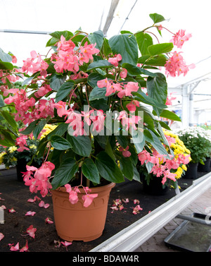 Begonia 'Dragon Ala". Pot pianta coltivata con piccoli fiori di colore rosa in abbondanza. Foto Stock