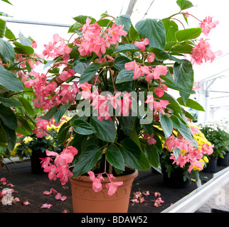 Begonia 'Dragon Ala". Pot pianta coltivata con piccoli fiori di colore rosa in abbondanza. Foto Stock