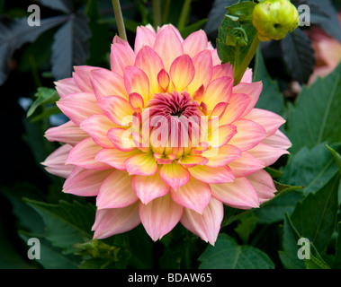 Dwarf miscelati Dahlia nana cespuglioso biancheria da letto singolo Dahlia Fiore rosa luminoso di fiori colorati in piena fioritura Foto Stock