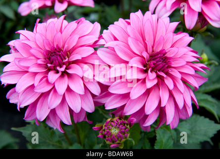 Dwarf miscelati Dahlia nana cespuglioso biancheria da letto singolo Dahlia Fiore rosa luminoso di fiori colorati in piena fioritura Foto Stock