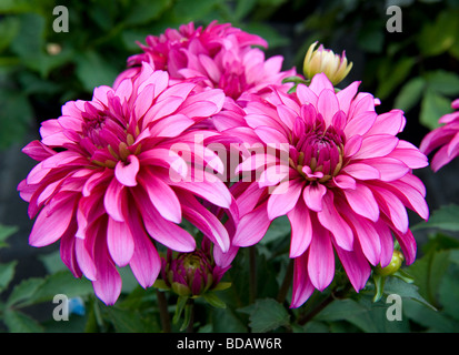 Dwarf miscelati Dahlia nana cespuglioso biancheria da letto singolo Dahlia Fiore rosa luminoso di fiori colorati in piena fioritura Foto Stock