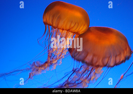 Jelly fish presso il Vancouver Aquarium di Stanley Park, Vancouver Canada Foto Stock