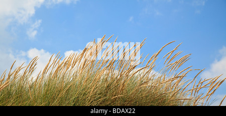 Marram grass crescono sulle dune di sabbia a Camber East Sussex England Foto Stock