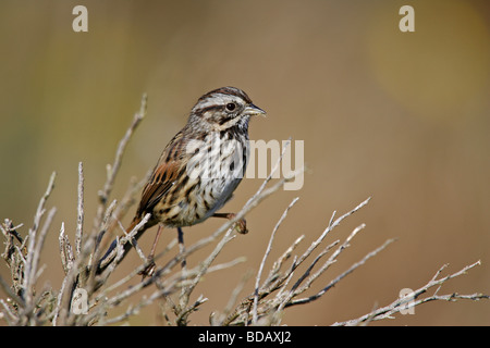 Song Sparrow Melospiza melodia gouldii appollaiato sul ramo al punto Reyes California Foto Stock