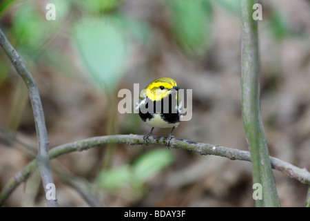 Nero verde throated Wabrler Dendroica Virens VIRENS maschio nel piumaggio di allevamento una molla migrante a New York s Central Park Foto Stock