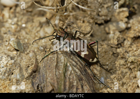 Bergsandlaufkäfer (Cicindela silvicola) tiger beetle Foto Stock