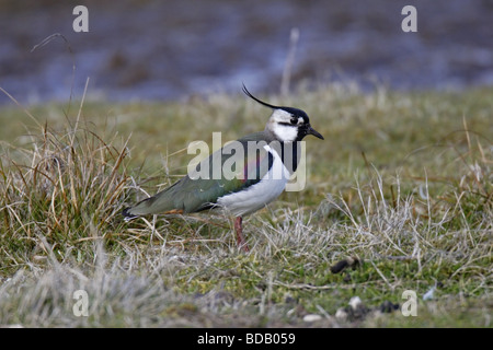 Kiebitz (Vanellus vanellus) Pavoncella Peewit Foto Stock