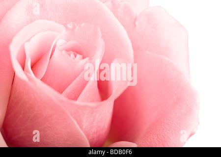 Rosa rosa closeup isolati su sfondo bianco Foto Stock