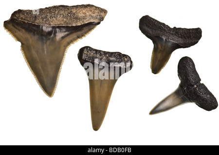 Fossili di denti di squalo isolato su un puro sfondo bianco Foto Stock