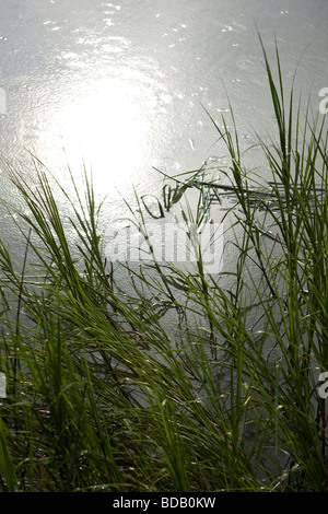 La pioggia cade su marsh mentre il sole splende, Spartina marittima erbe palustri in primo piano Foto Stock