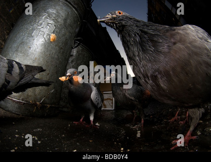 Piccioni alimentazione su scarti in una Londra backstreet, Londra Foto Stock