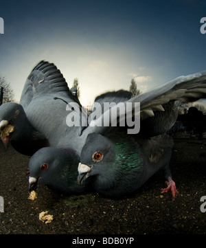 Piccioni allungandoti per cibo, Londra Foto Stock