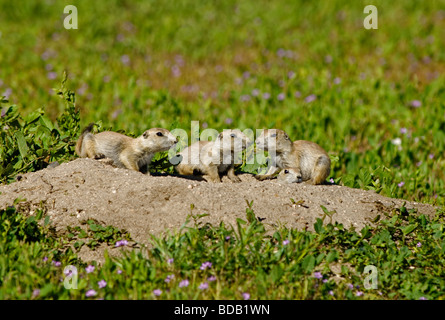 Giovane nero a coda di cani della prateria in primavera nei pressi della loro scavano, Aurora Colorado US. Foto Stock