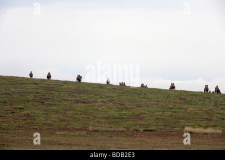 Allevamento di due humped cammelli (Camelus bactrianus) all'orizzonte, North Central Mongolia Foto Stock