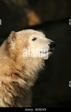 Giovane orso polare presso lo Zoo di Berlino Foto Stock