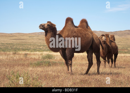 Due humped cammelli (Camelus bactrianus), centro nord della Mongolia Foto Stock