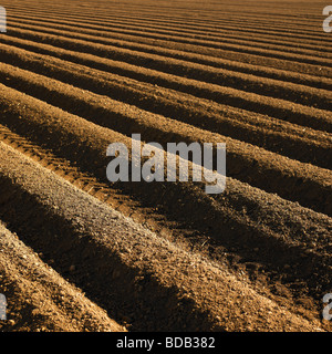 Campo Arato in primavera. Foto Stock