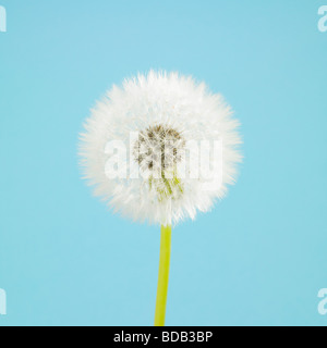 Orologio dente di leone. ( Taraxacum officinale. ) su uno sfondo blu studio - morbido desiderio flora ancora vita Foto Stock