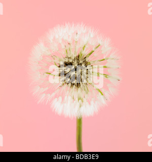 Orologio Dandelion (Taraxacum officinale) - su uno sfondo rosa studio - morbido desiderio flora ancora vita Foto Stock