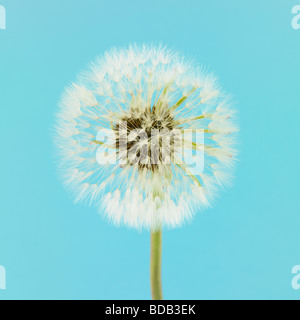 Orologio dente di leone. ( Taraxacum officinale. ) su uno sfondo blu studio - morbido desiderio flora ancora vita Foto Stock