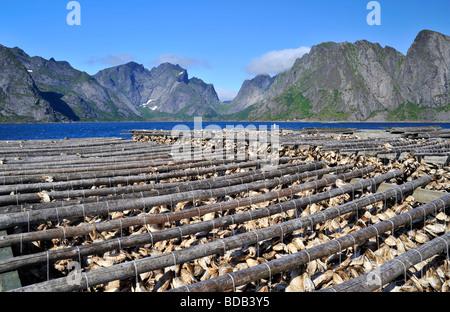 Teste di merluzzo essiccamento in Isole Lofoten in Norvegia Foto Stock