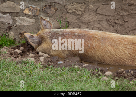 Tamworth razza rara sow wallowing suino nel fango Foto Stock