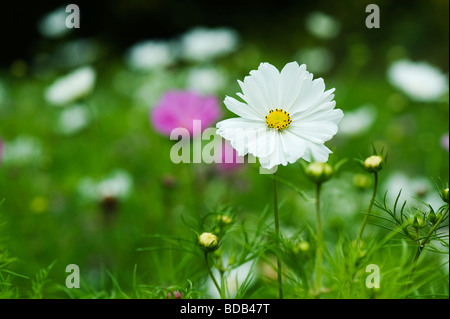 Cosmos bipinnatus 'sea gusci' Fiore Foto Stock