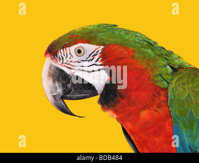 Pappagallo Rosso Blu Macaw isolata su uno sfondo giallo Foto Stock
