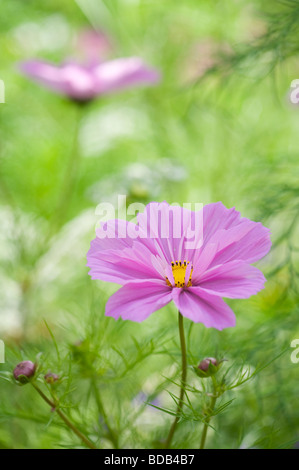 Cosmos bipinnatus 'sea gusci' Fiore Foto Stock