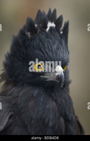 Nero (Hawk-Eagle Spizaetus tyrannus) Foto Stock