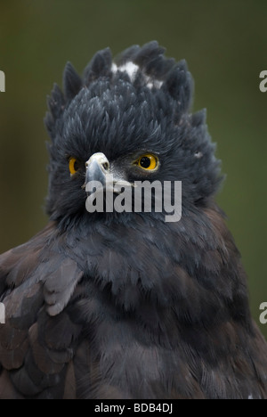 Nero (Hawk-Eagle Spizaetus tyrannus) Foto Stock