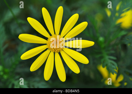 Macro di un giallo margherita con DOF poco profondo Foto Stock